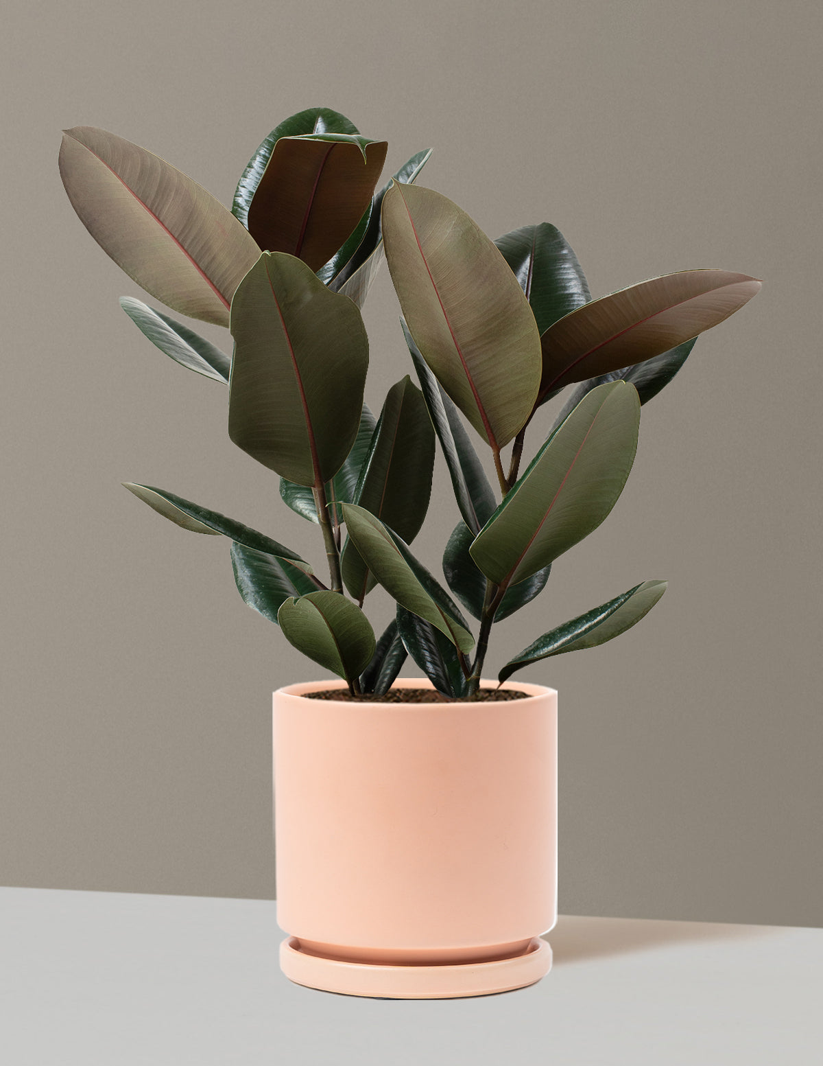 Ficus Burgundy Rubber Plant