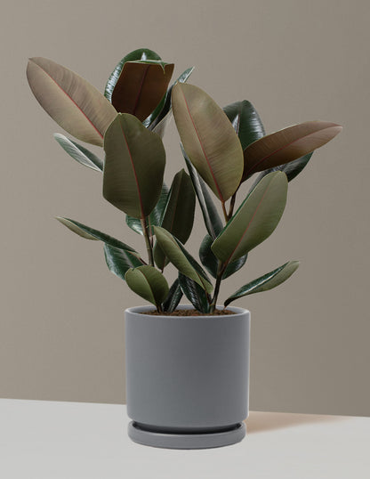 Ficus Burgundy Rubber Plant