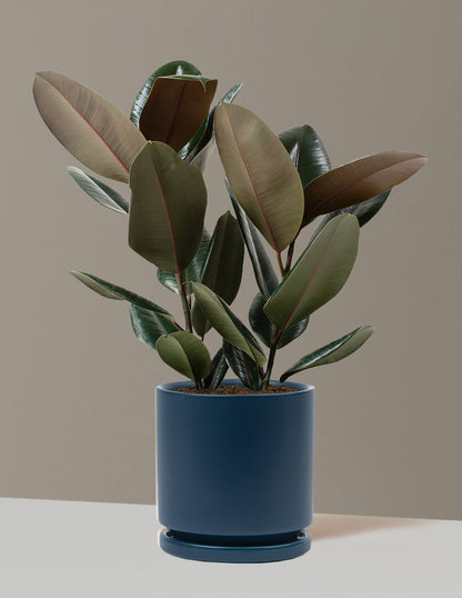 Ficus Burgundy Rubber Plant