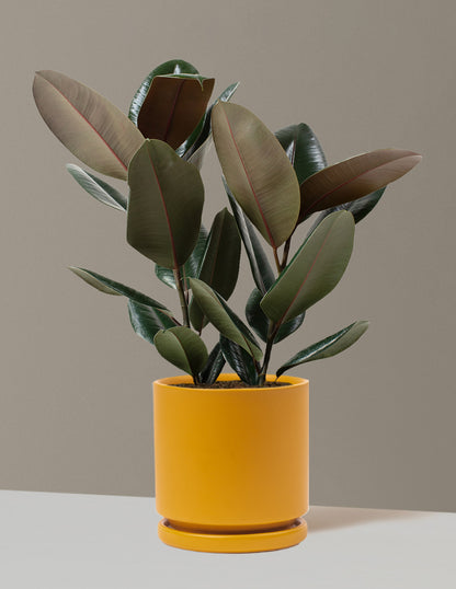 Ficus Burgundy Rubber Plant