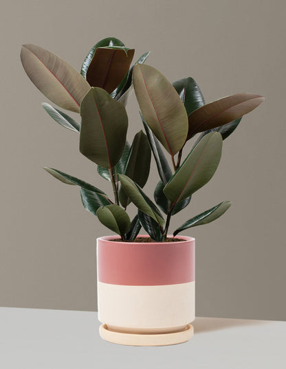 Ficus Burgundy Rubber Plant