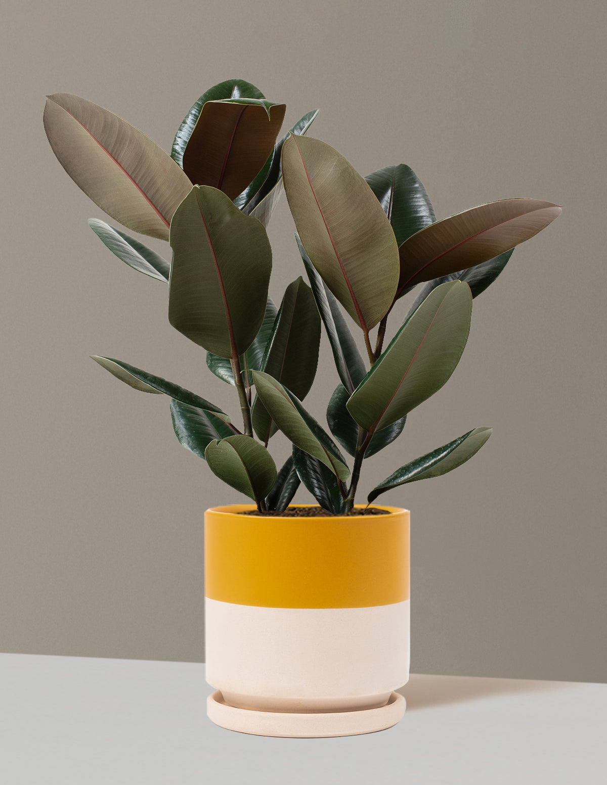 Ficus Burgundy Rubber Plant