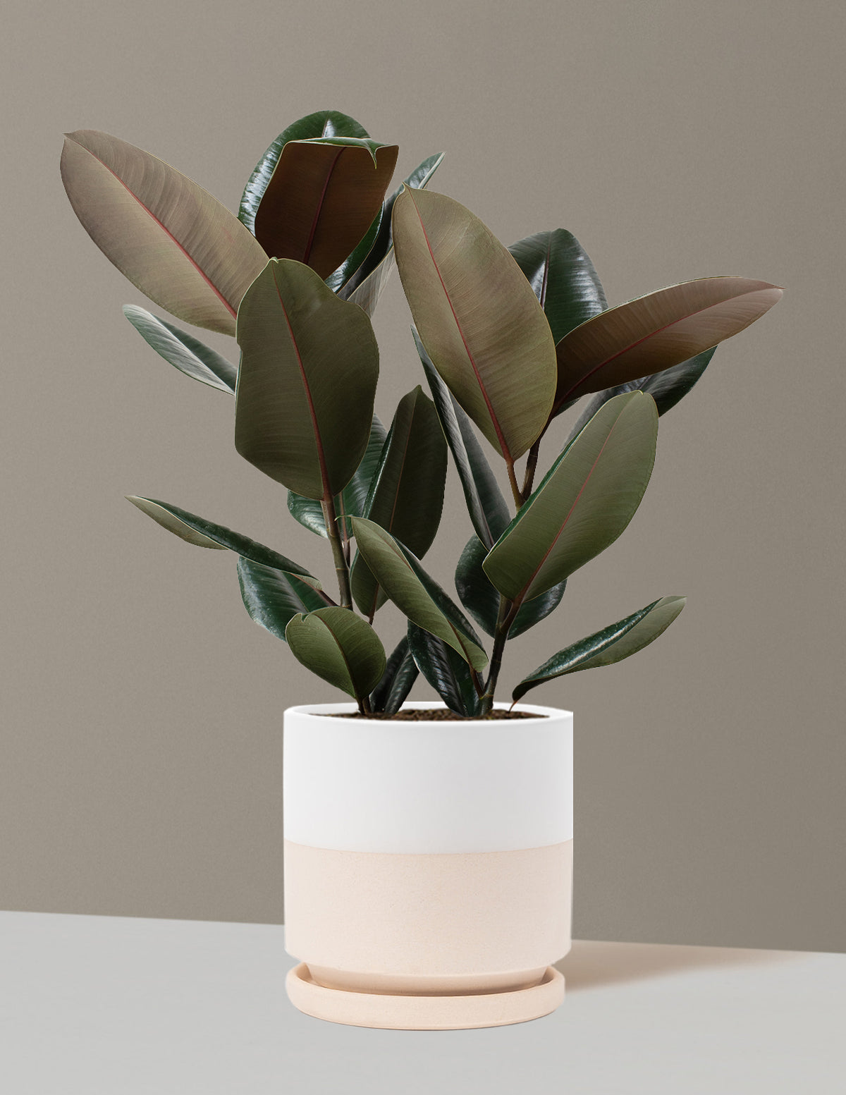 Ficus Burgundy Rubber Plant