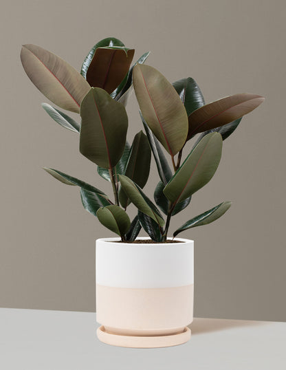 Ficus Burgundy Rubber Plant