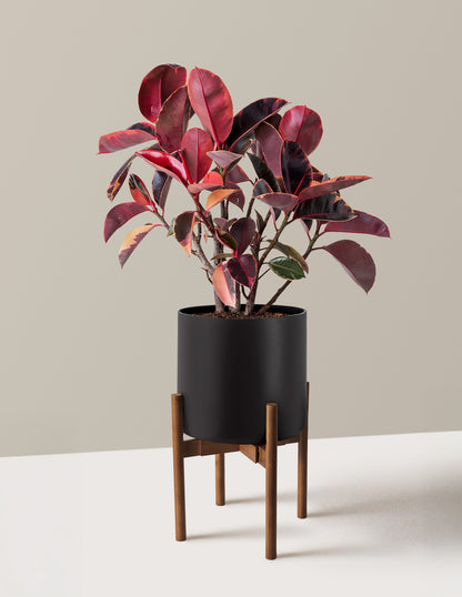 Ficus Ruby