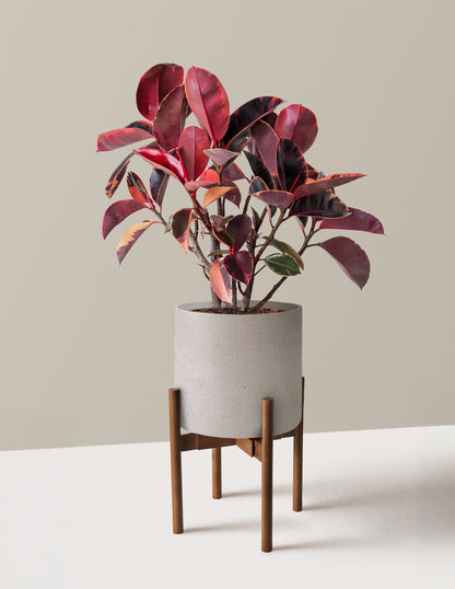 Ficus Ruby