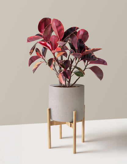 Ficus Ruby