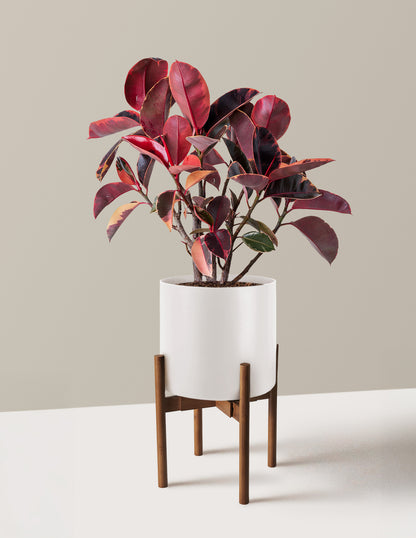 rubber tree the sill Ficus Ruby Houseplant with Planter - Medium (8"-12" tall) Black Planter