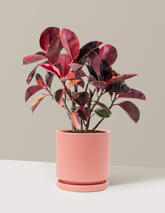 Ficus Ruby