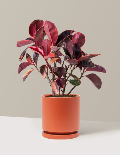 Ficus Ruby