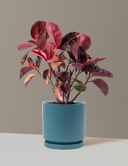 Ficus Ruby