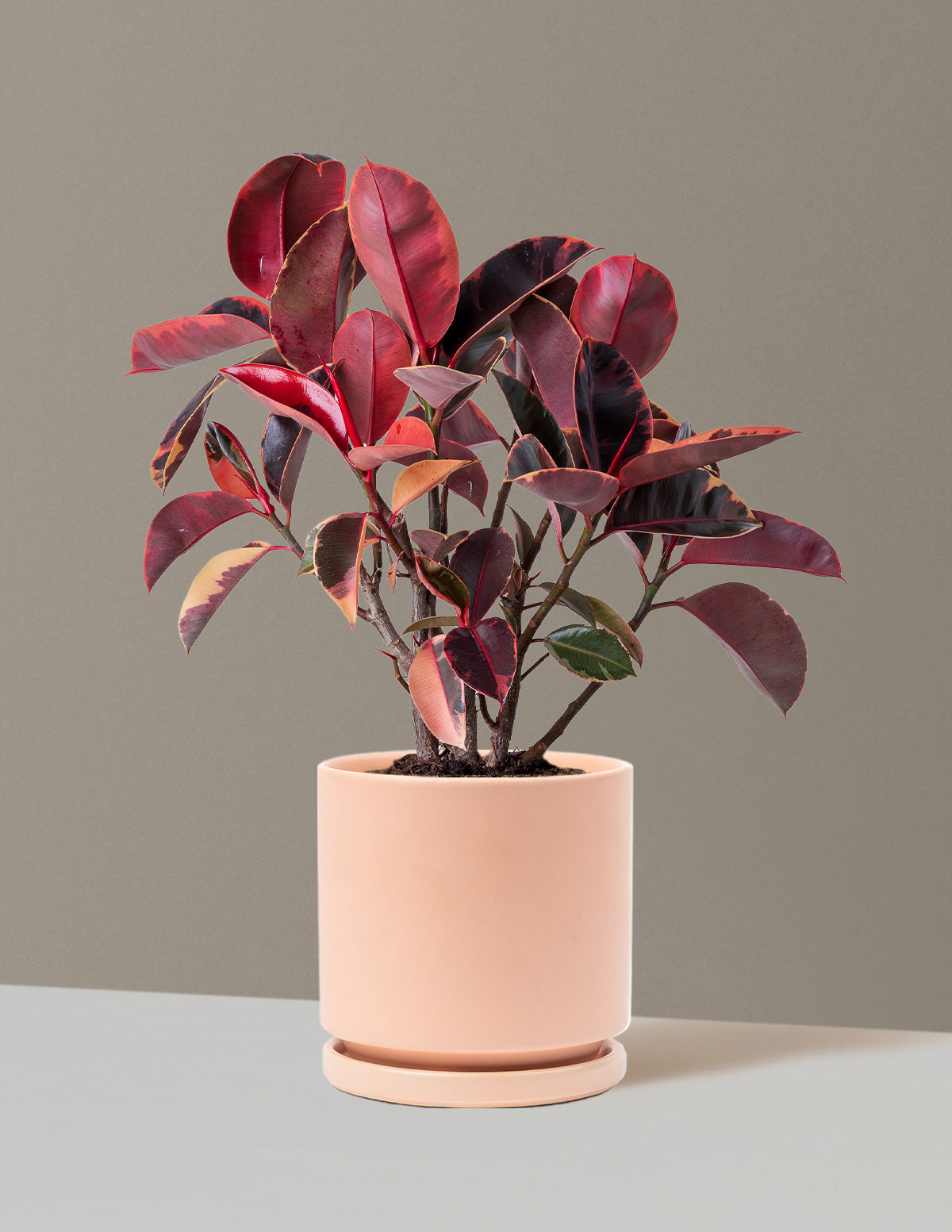 Ficus Ruby