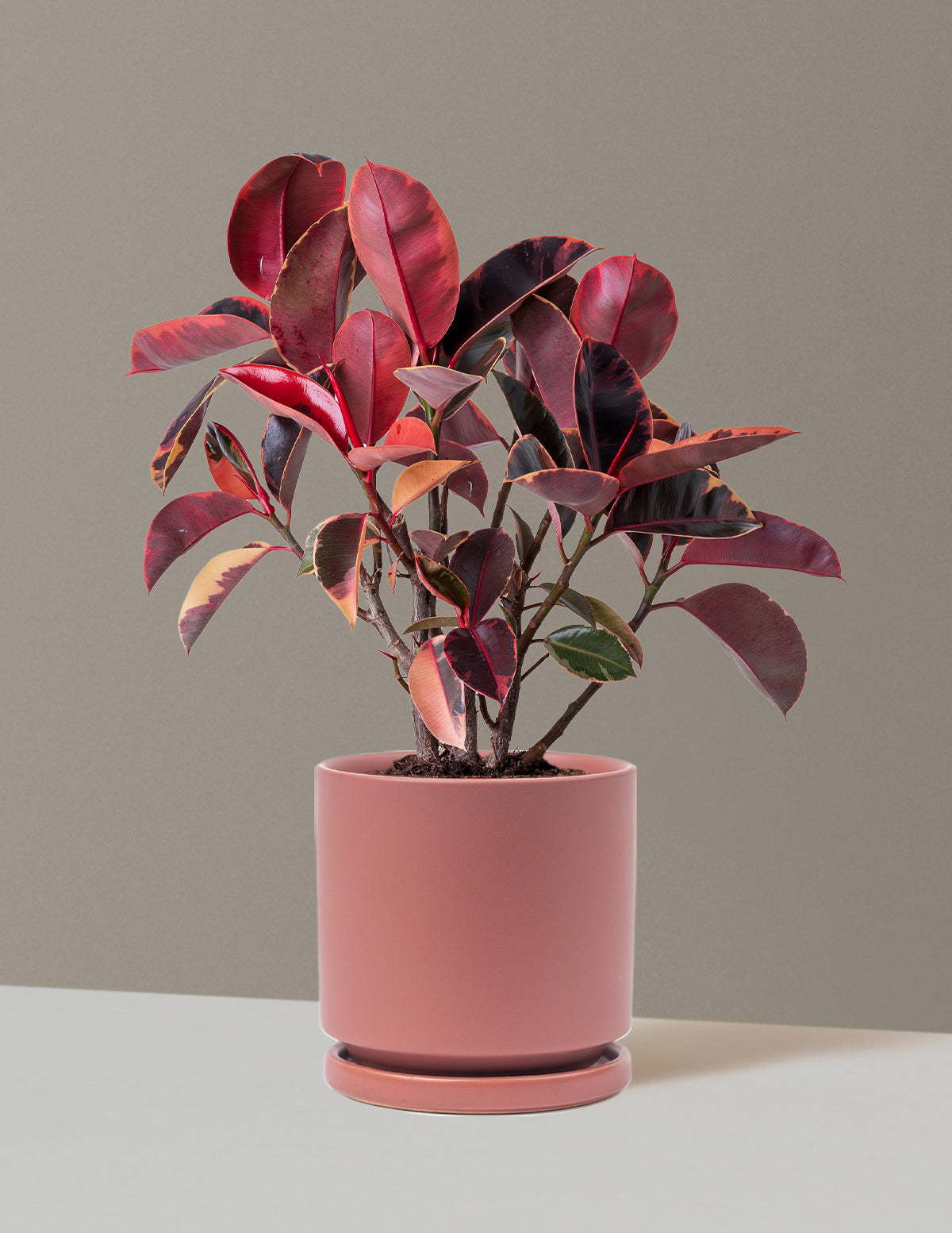 Ficus Ruby