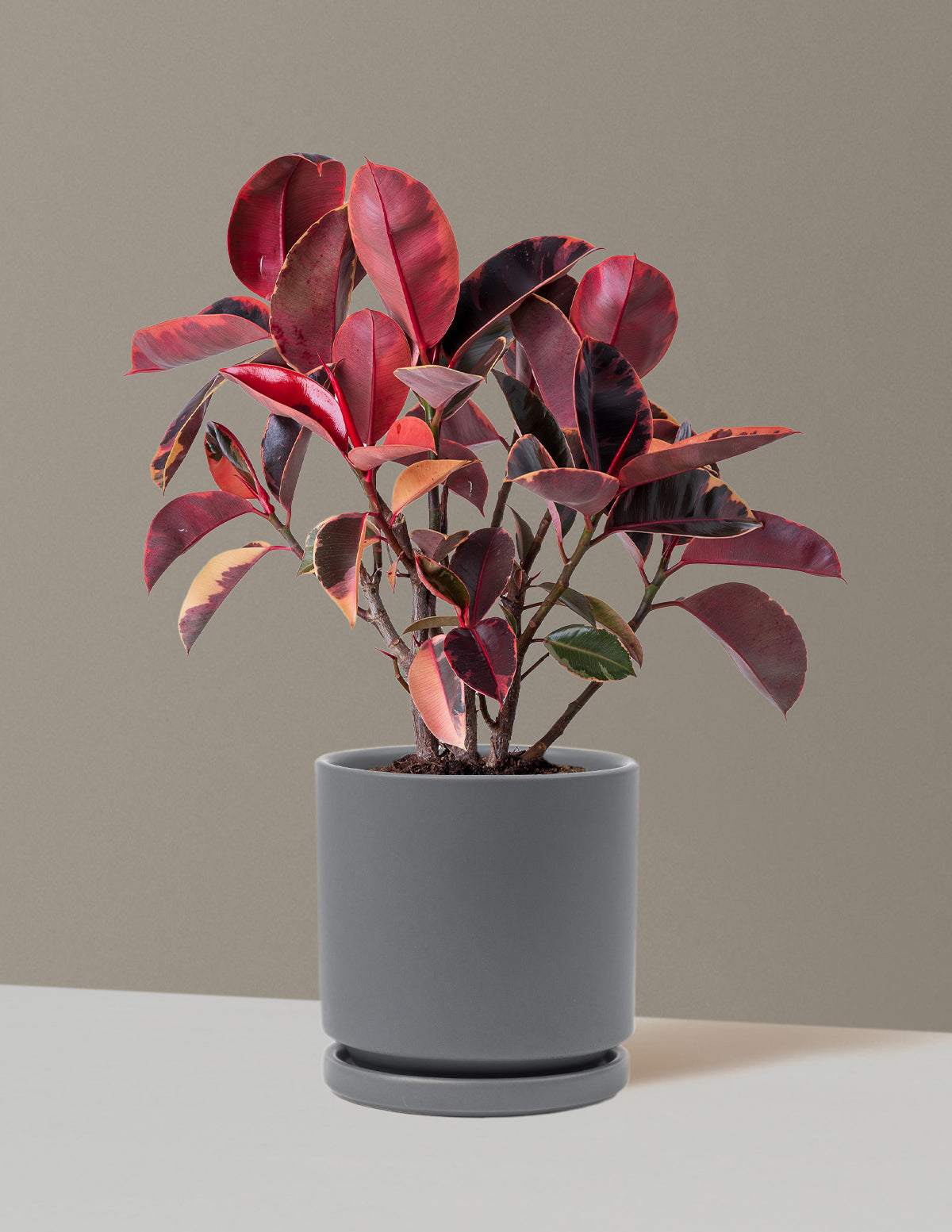 Ficus Ruby