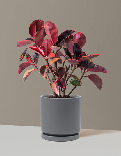 Ficus Ruby