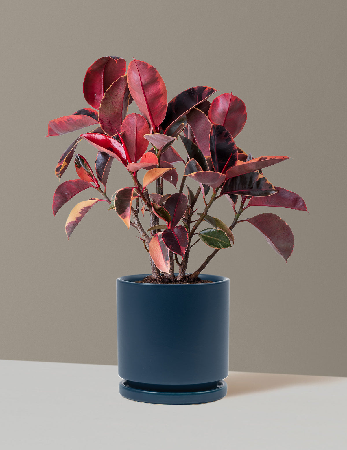 Ficus Ruby