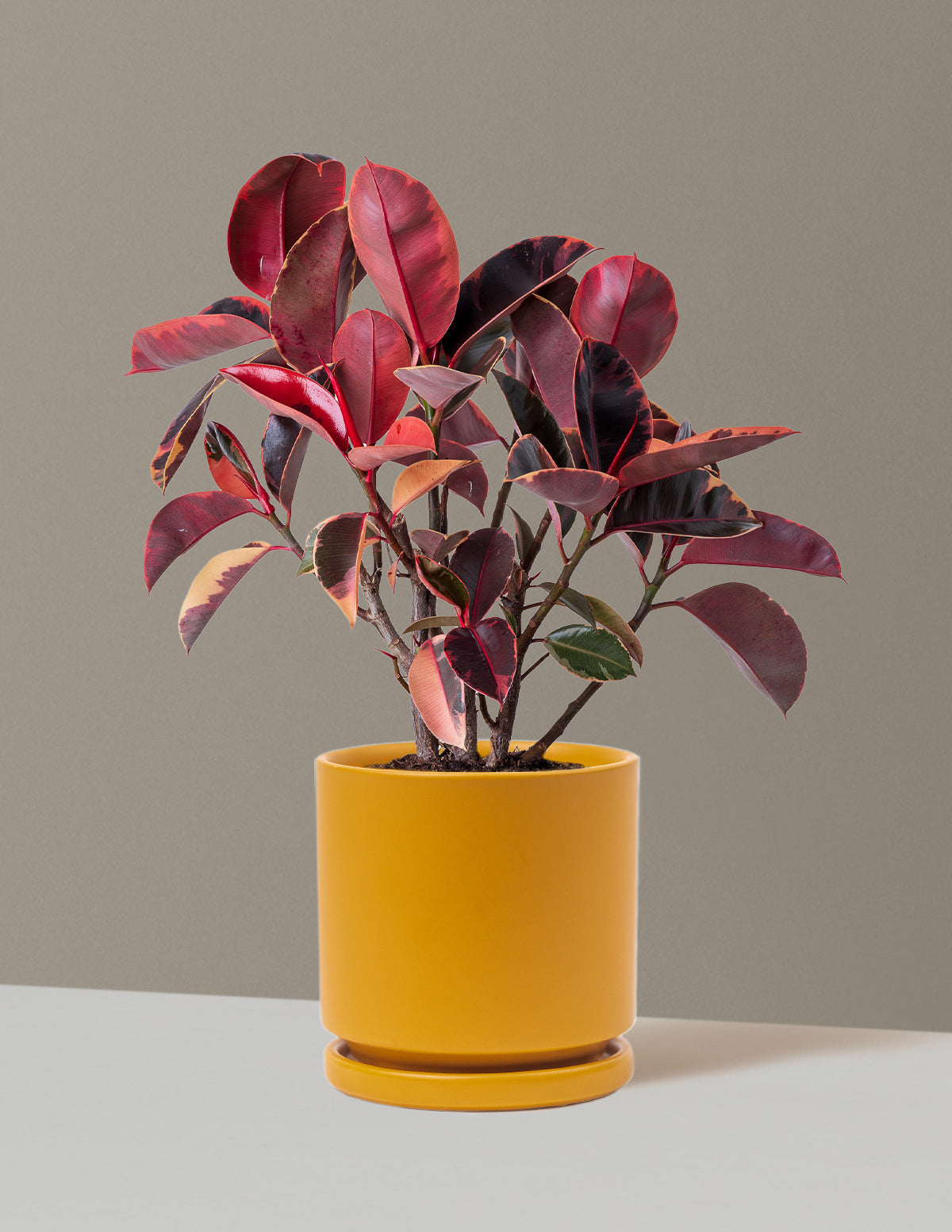 Ficus Ruby