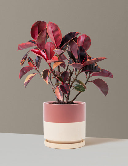 Ficus Ruby