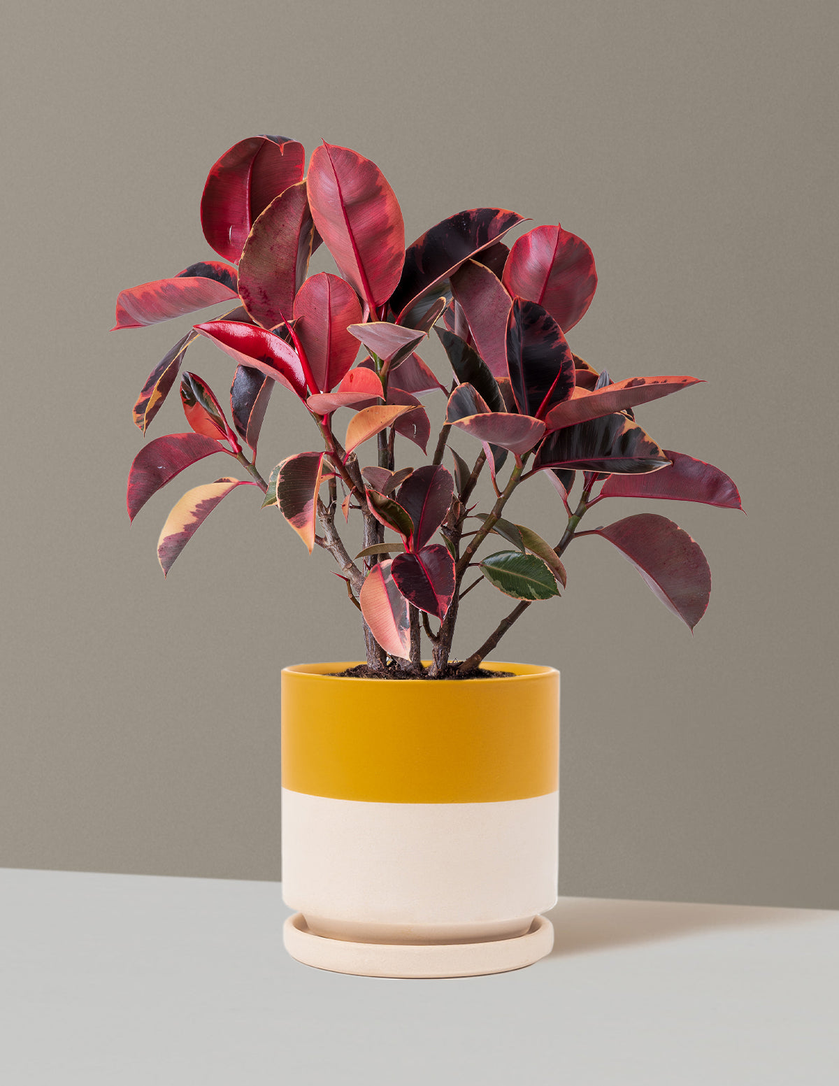 Ficus Ruby