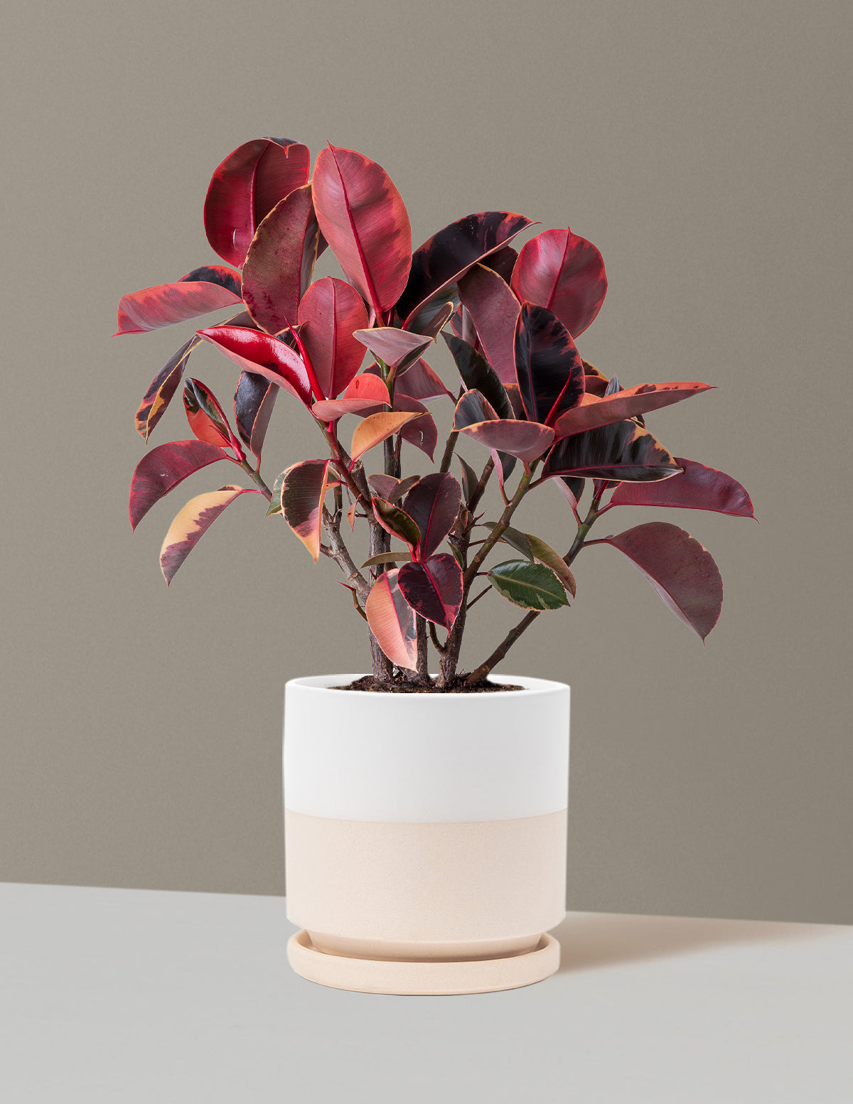 Ficus Ruby