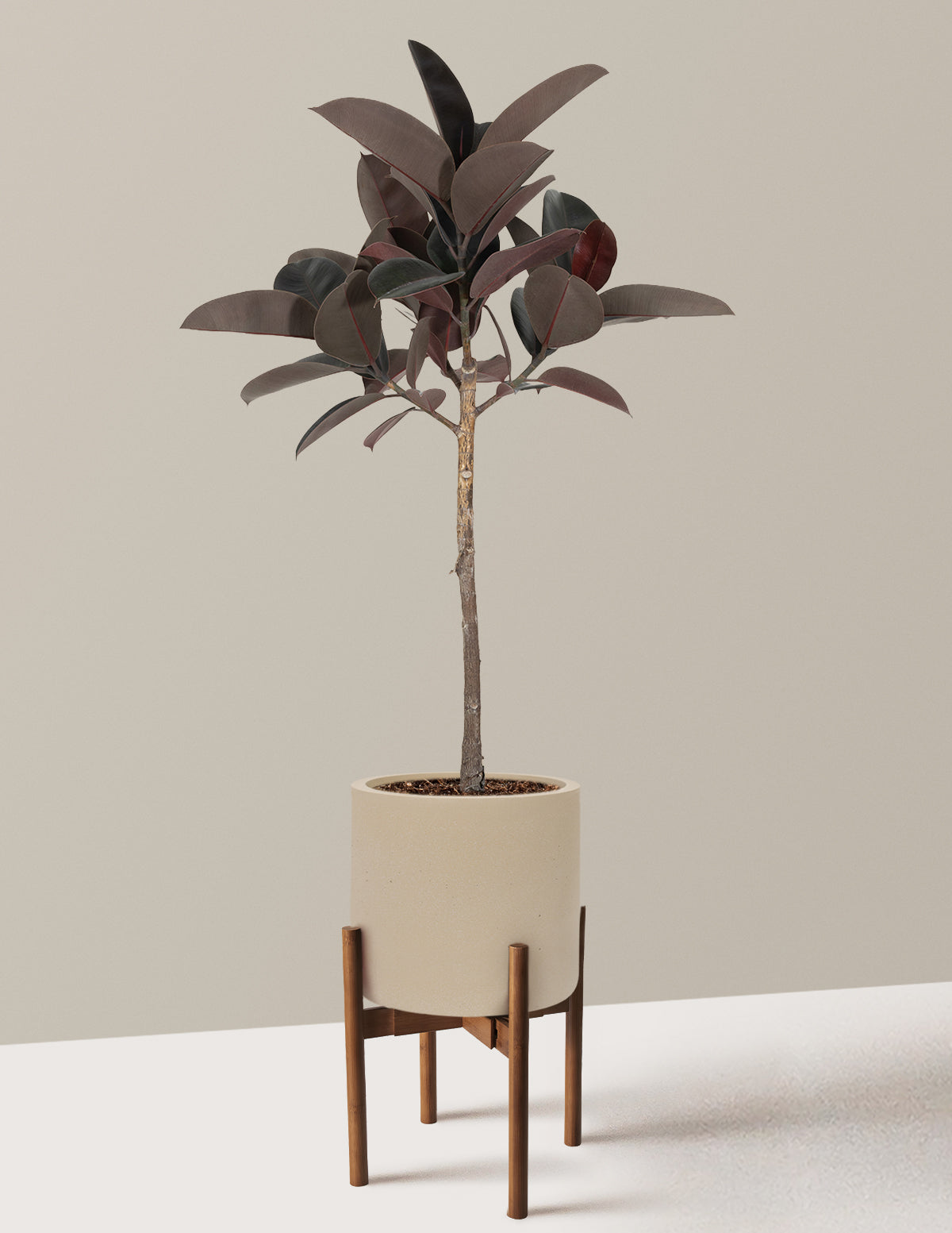 Ficus Burgundy Rubber Tree