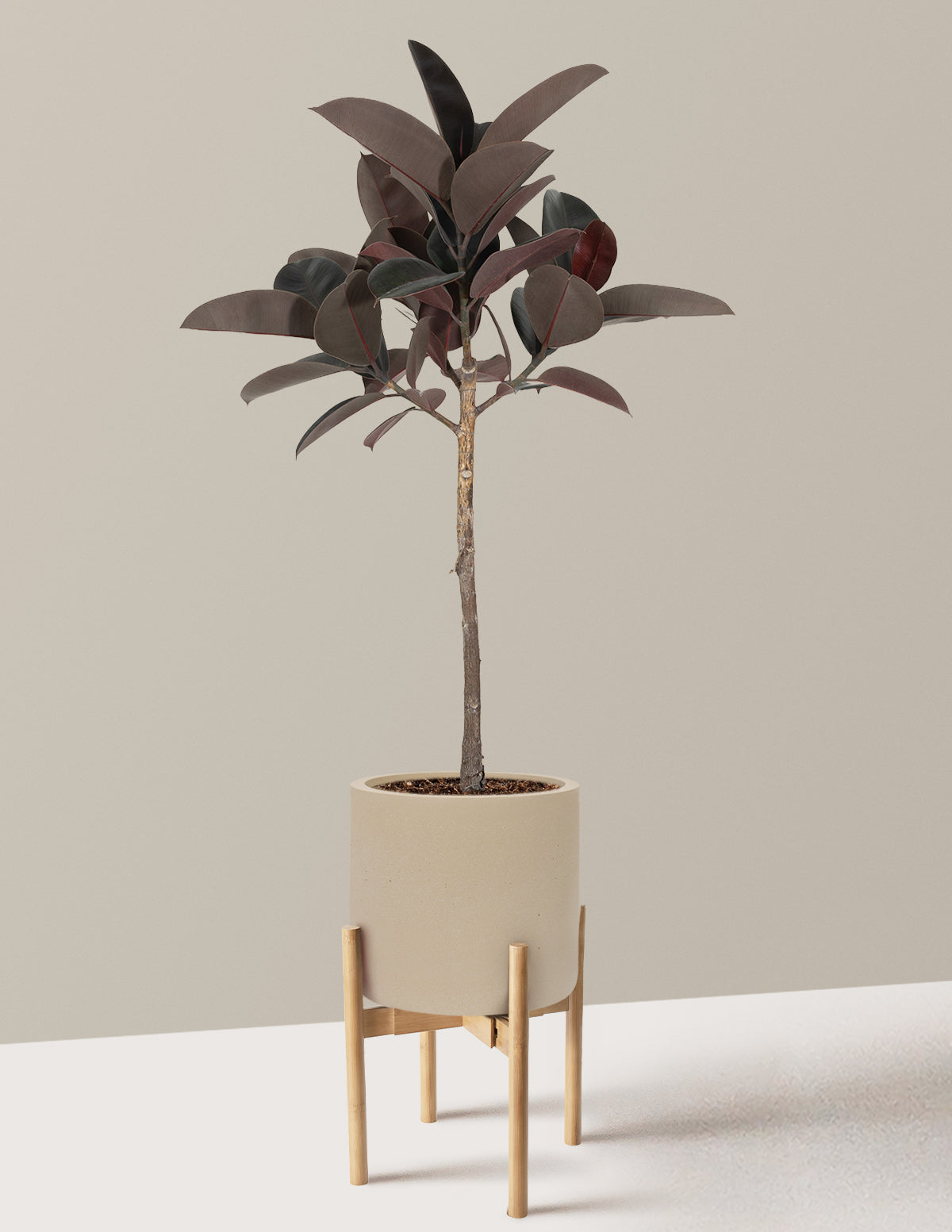 Ficus Burgundy Rubber Tree