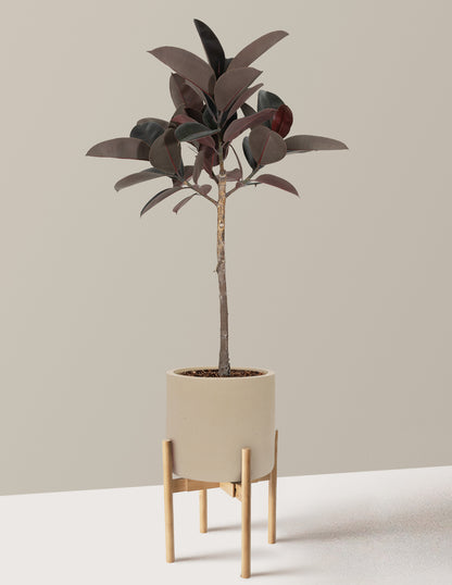 Ficus Burgundy Rubber Tree