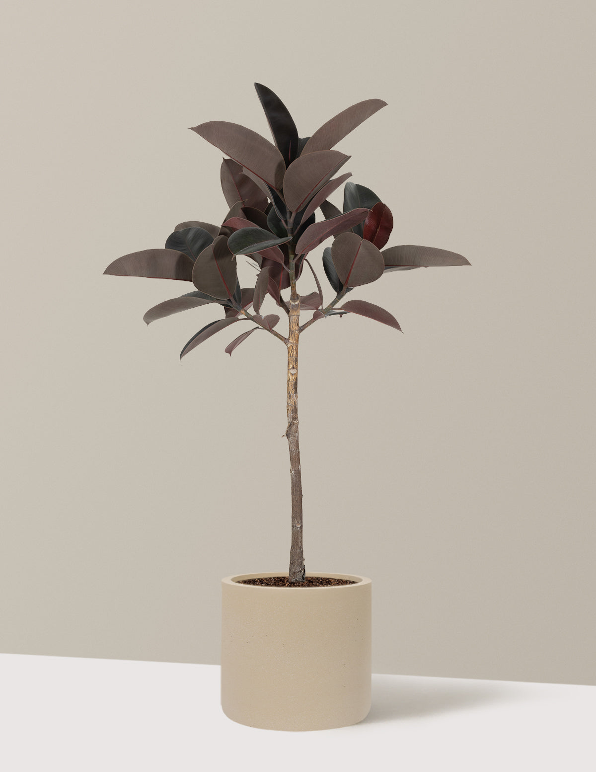 Ficus Burgundy Rubber Tree