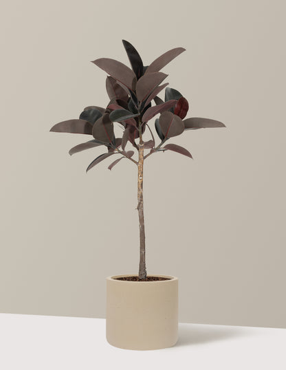 Ficus Burgundy Rubber Tree