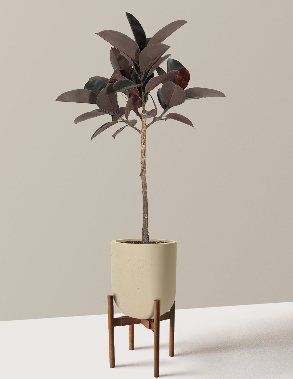 Ficus Burgundy Rubber Tree