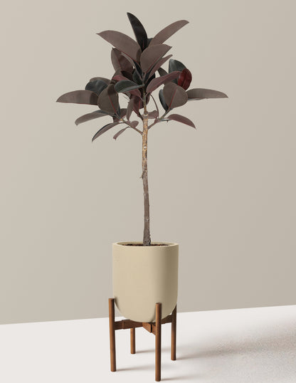 Ficus Burgundy Rubber Tree