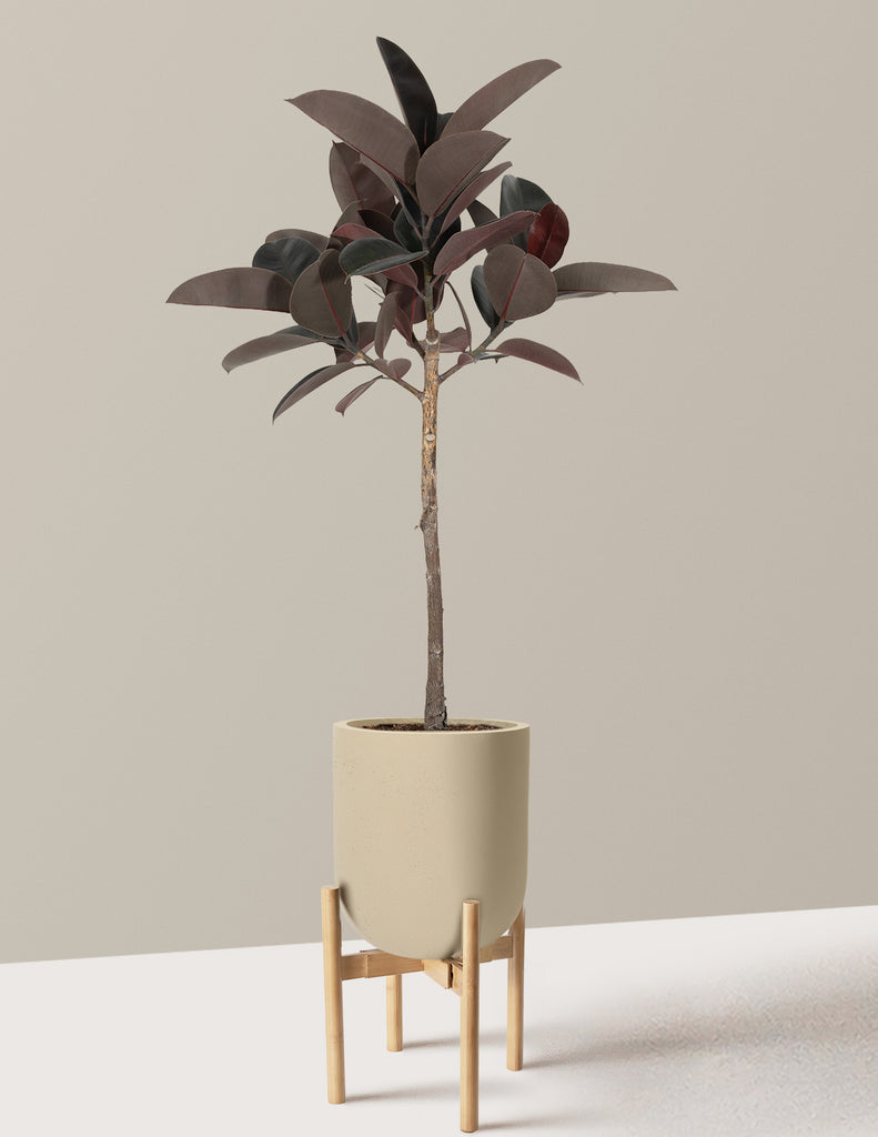 How to care for a Ficus Burgundy Rubber Tree