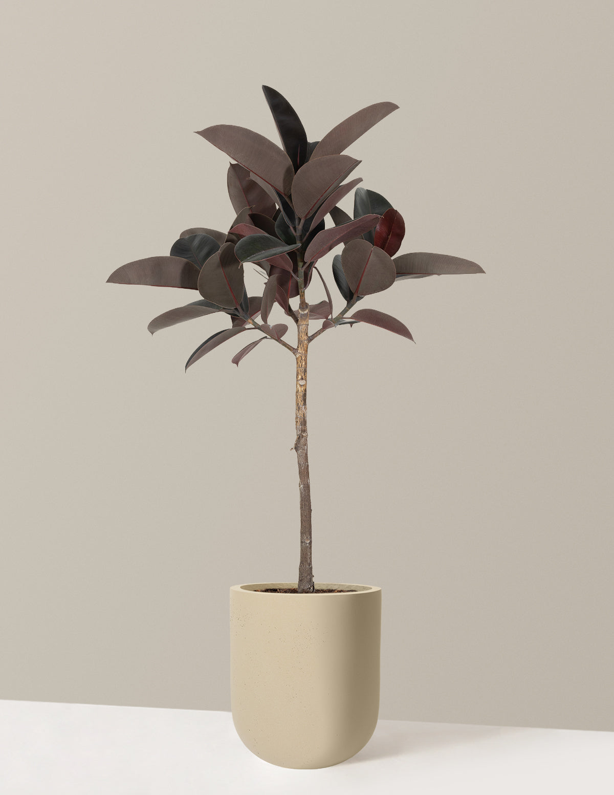 files/the-sill_Large-Ficus-Rubber-Tree-STD_Large_Pallas-Sand_Variant.jpg