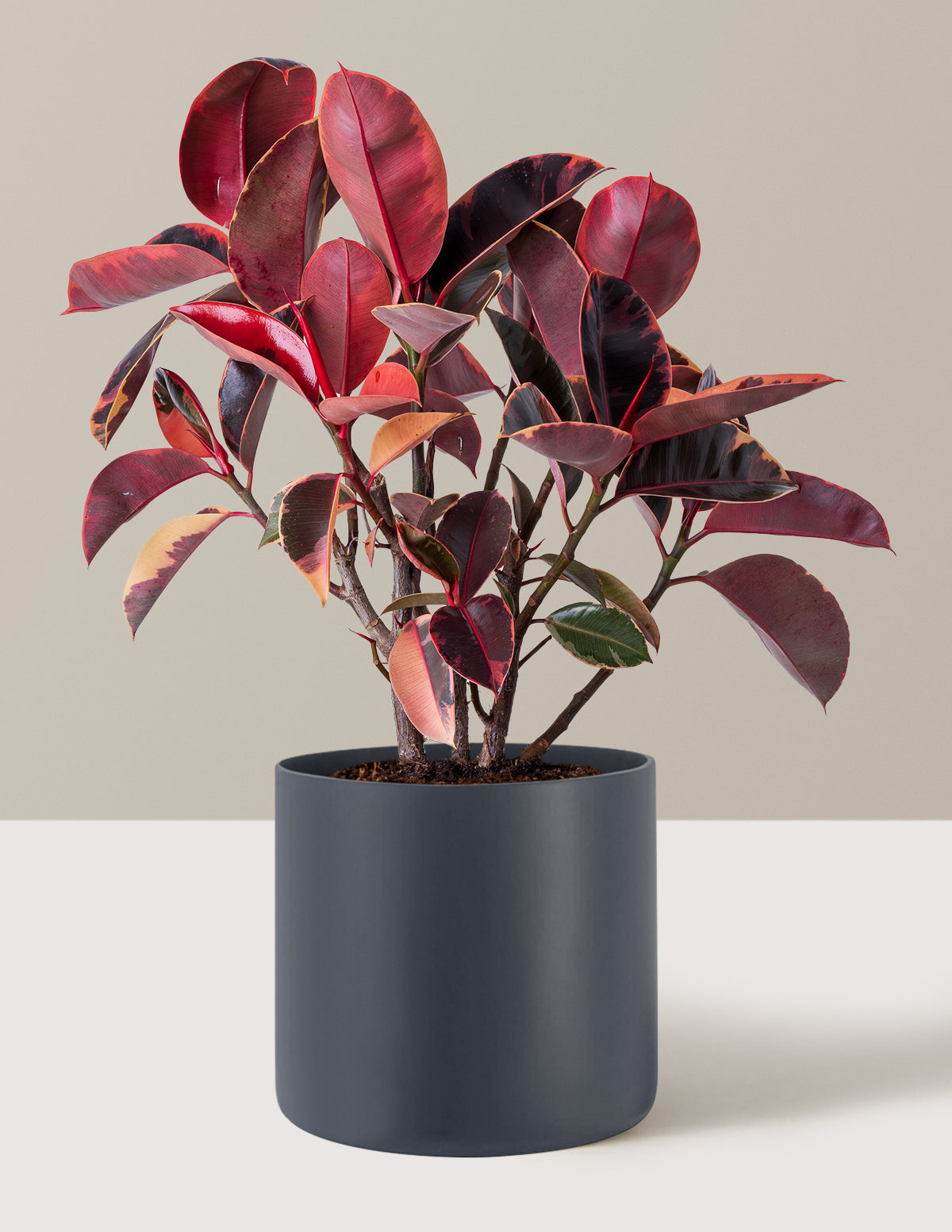 10 Inch Ficus Ruby Ficus 'Ruby' | Tropical Indoor Plants & Houseplants for Delivery | The Sill