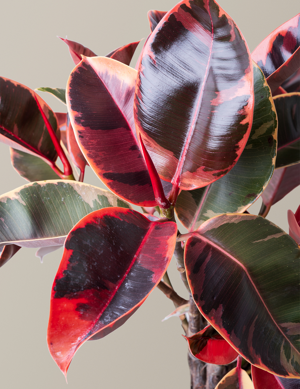 ruby rubber tree for sale Ficus Ruby Houseplant with Planter - Medium (8"-12" tall) Black Planter