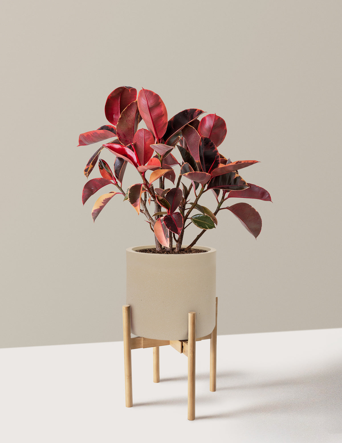 Ficus Ruby
