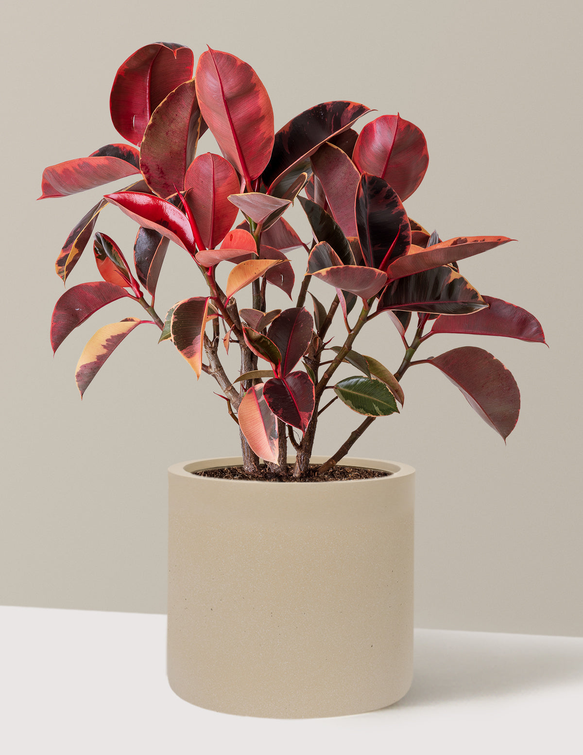 Ficus Ruby