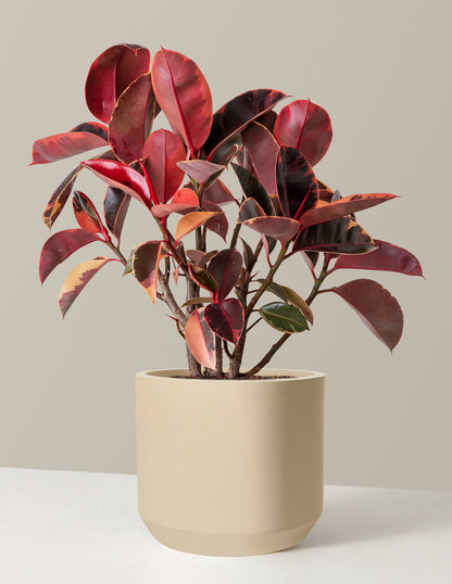 Ficus Ruby