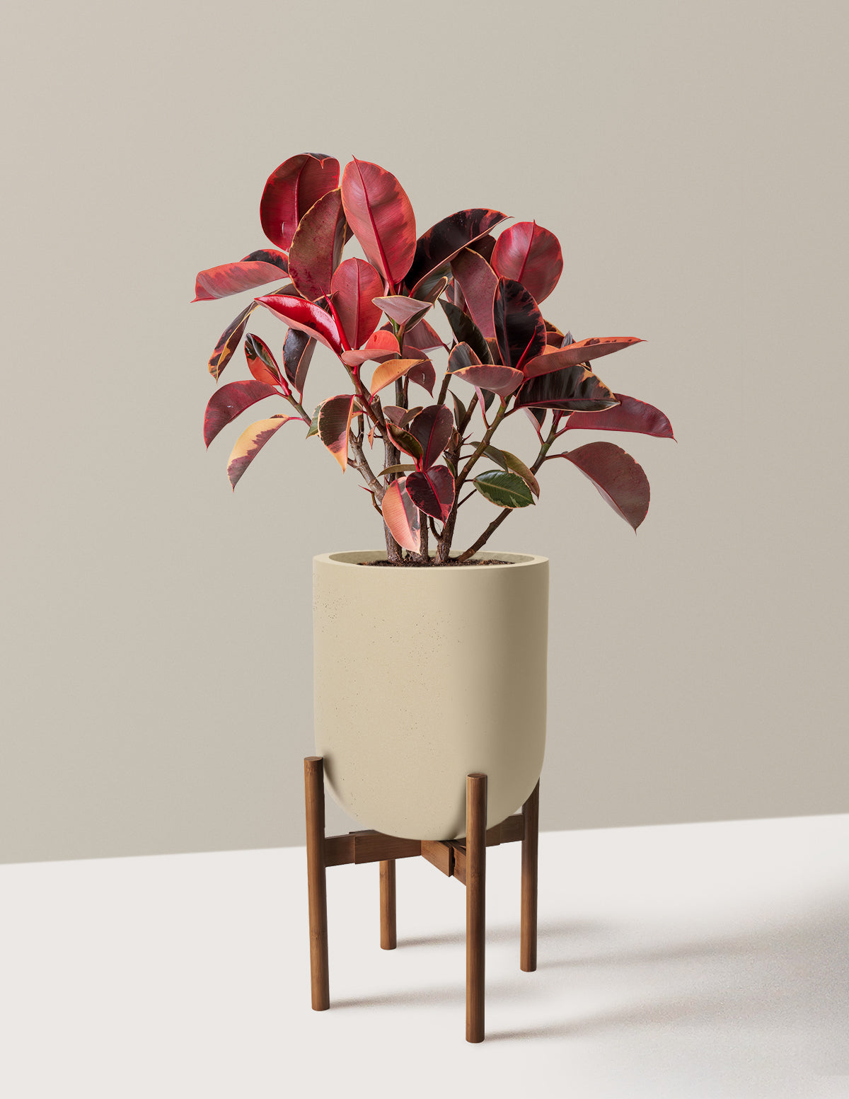 Ficus Ruby