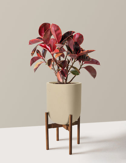 Ficus Ruby