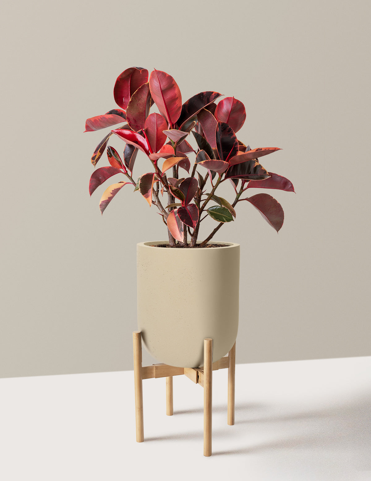 Ficus Ruby