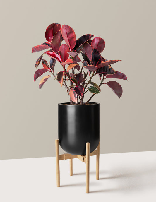 Ficus Ruby
