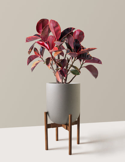 Ficus Ruby