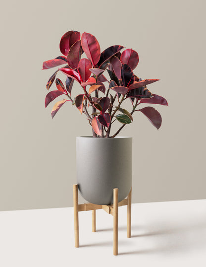 Ficus Ruby