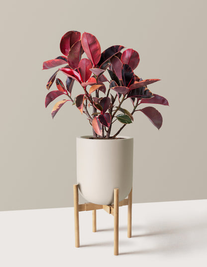 ruby red house plant Ficus Ruby Houseplant with Planter - Medium (8"-12" tall) Black Planter