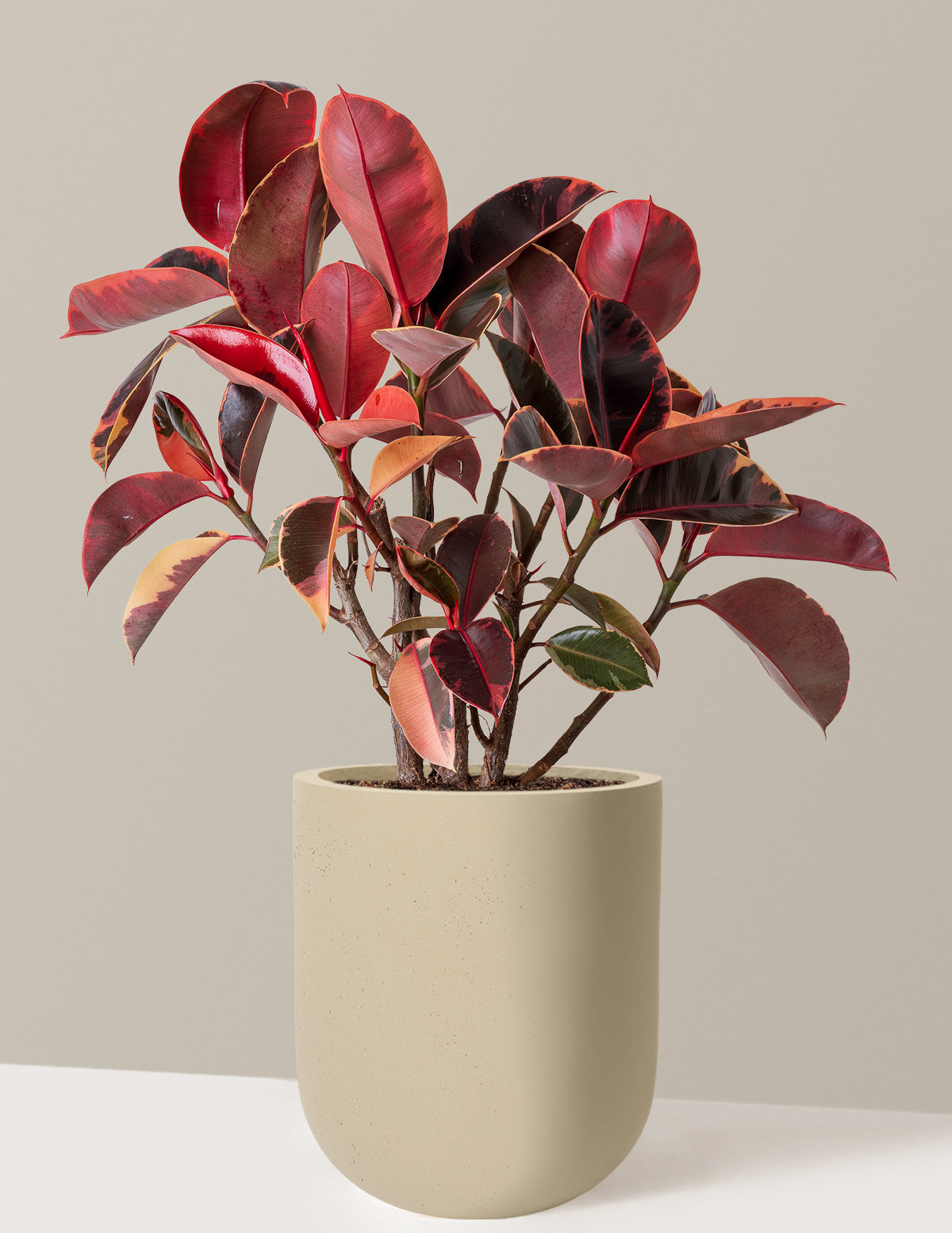 Ficus Ruby