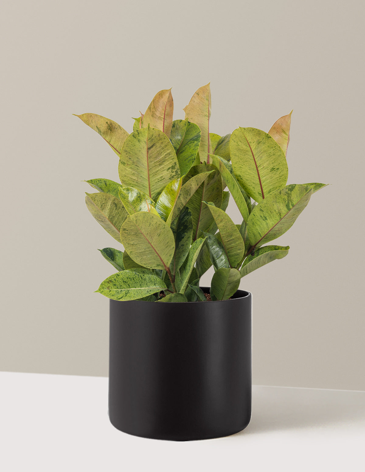 Ficus Shivereana