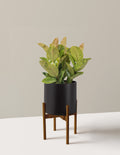 Ficus Shivereana