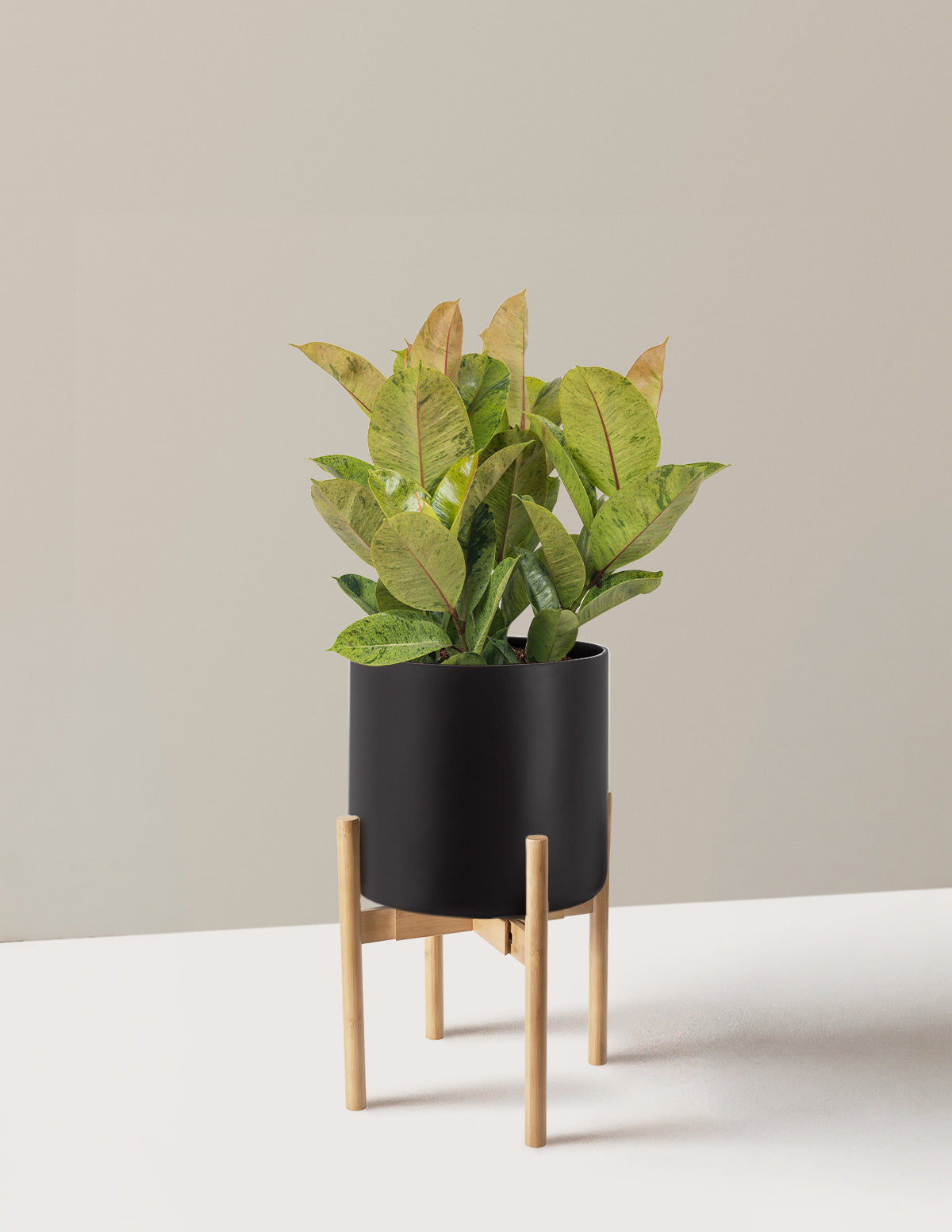 Ficus Shivereana