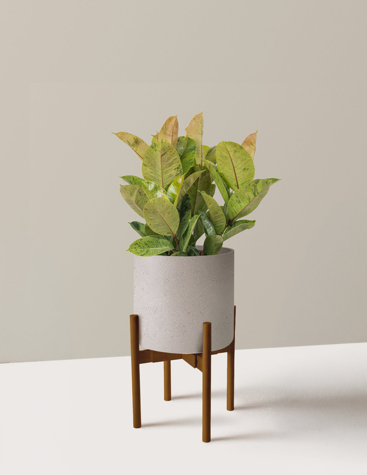 files/the-sill_Large-Ficus-Shivereana_Large_Agnes_Cement-Grey_planter_with_Dark-Light_Bamboo_variant.jpg